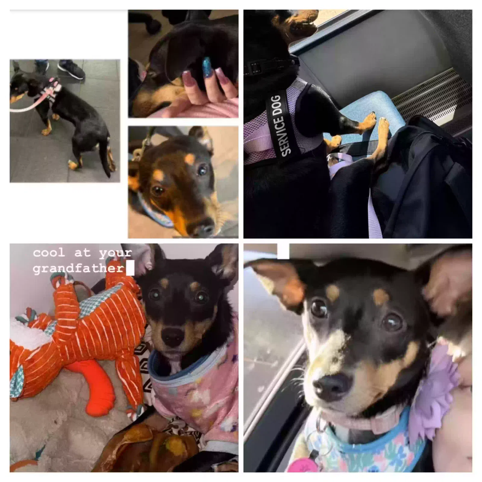 Lost dog in Jamaica, NY, 11435
