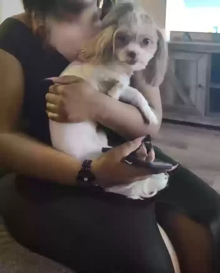 Lost dog in Columbia, SC, 29210
