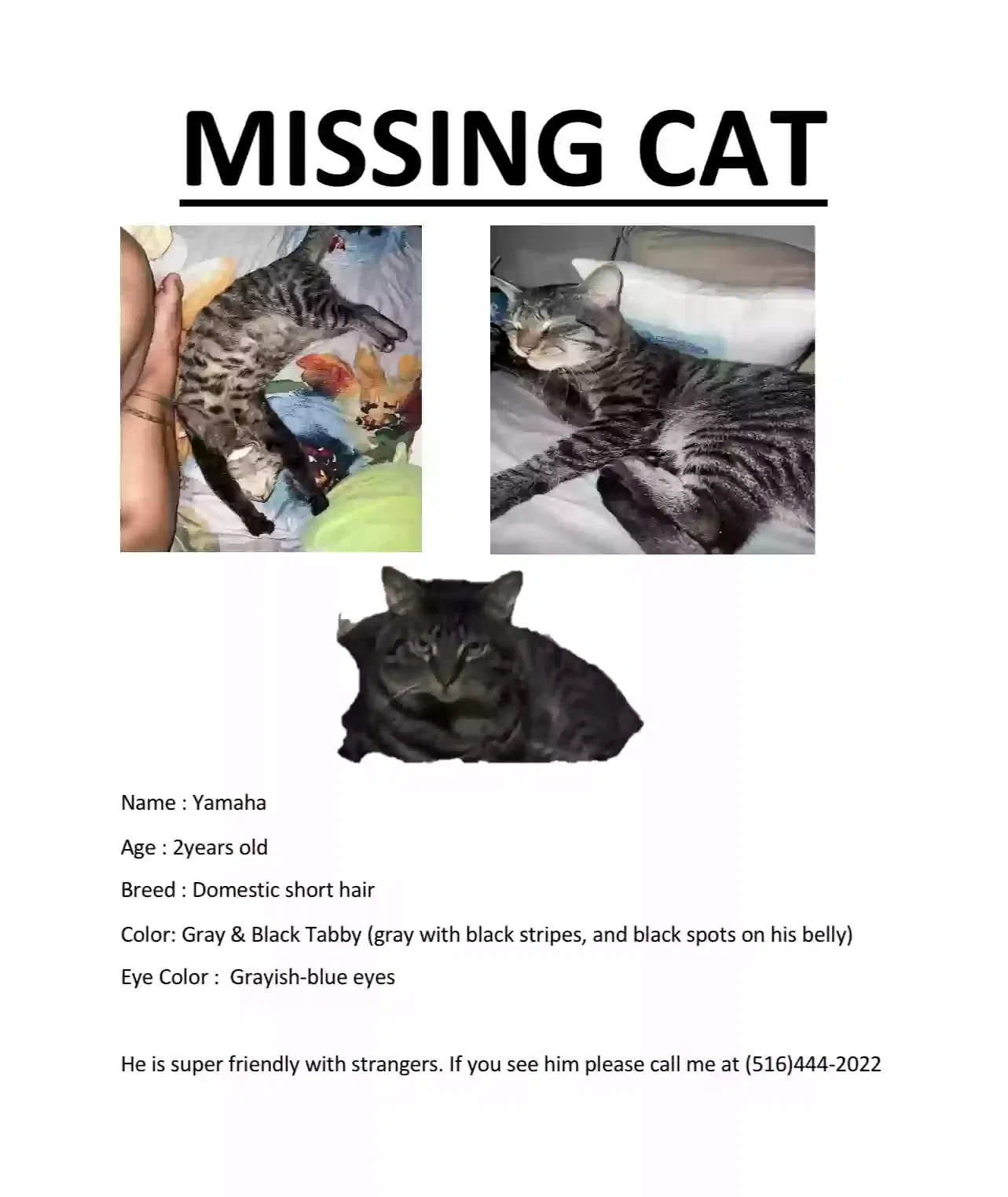 Lost cat in Glen Oaks, NY, 11004