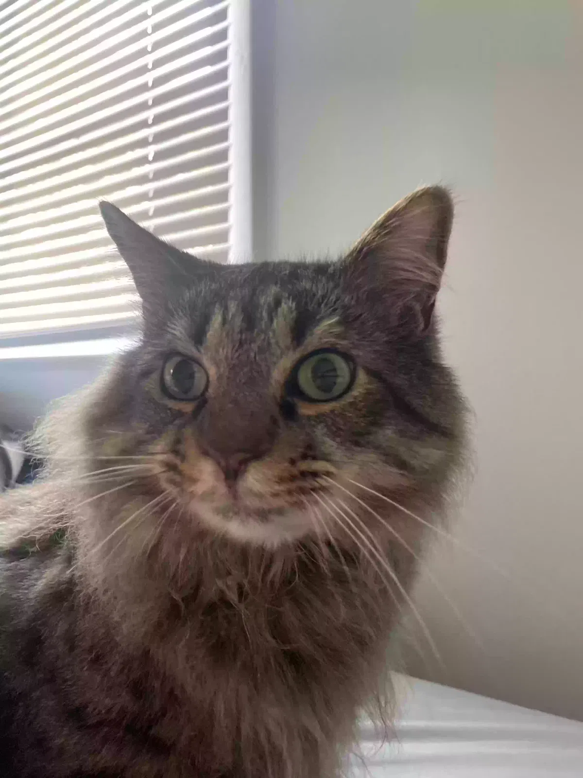 Lost cat in Athens, GA, 30605