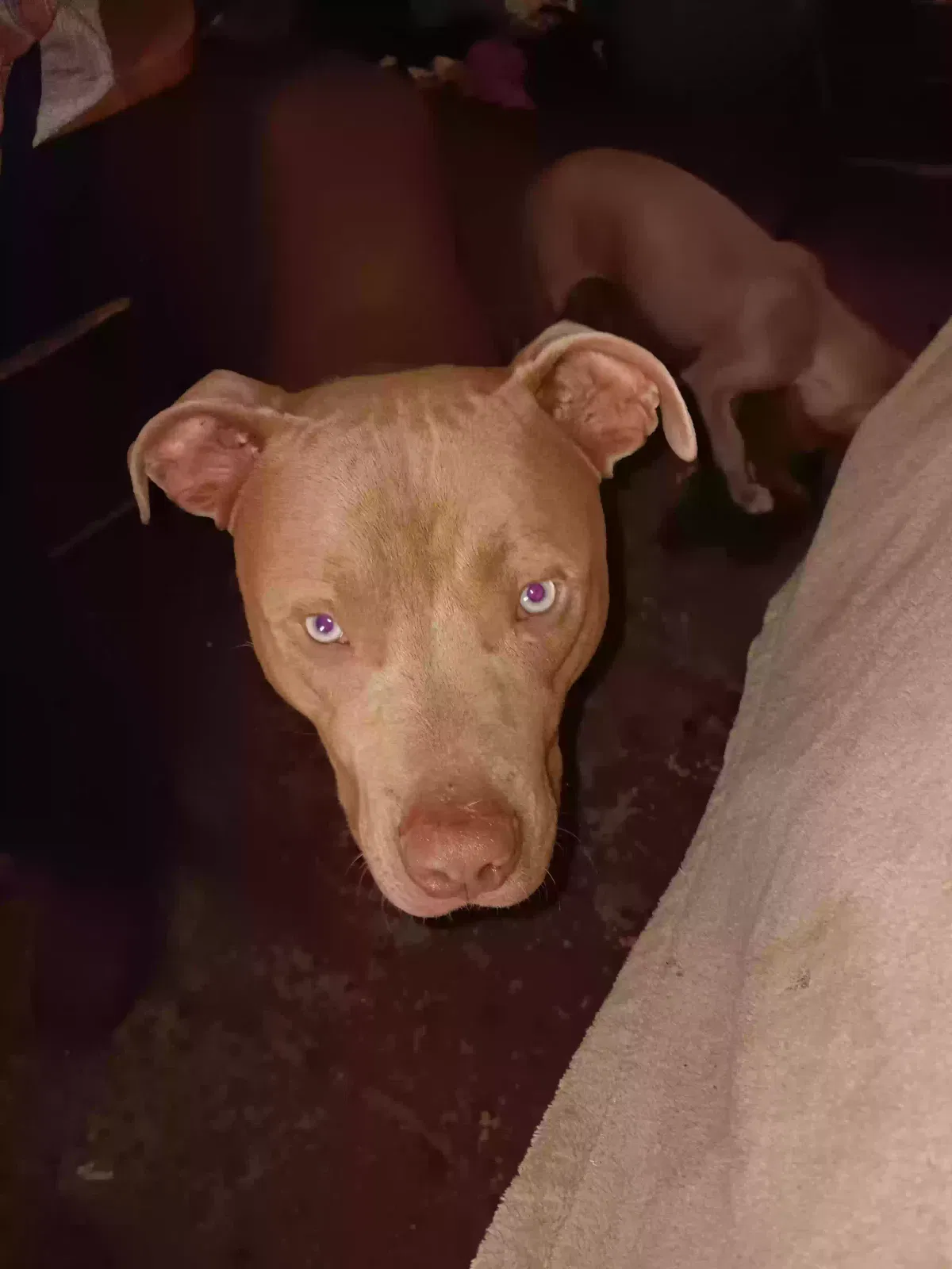 Lost dog in Pendergrass, GA, 30567