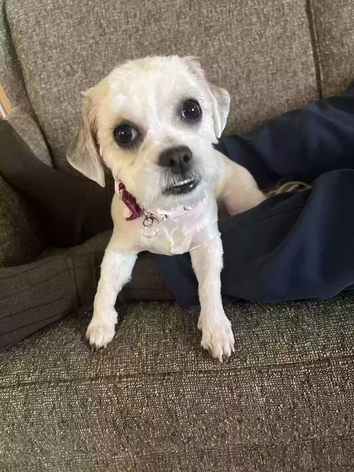 Lost dog in Haines City, FL, 33844