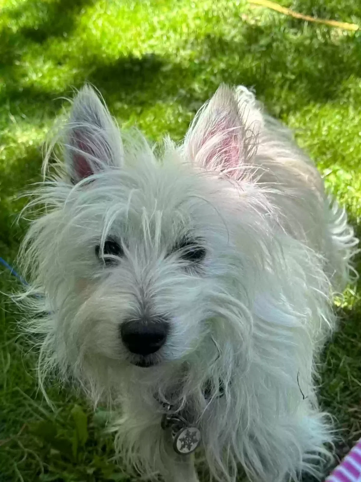 Lost dog in Craigsville, VA, 24430