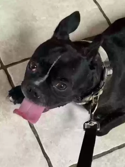 Found dog in Baytown, TX, 77521