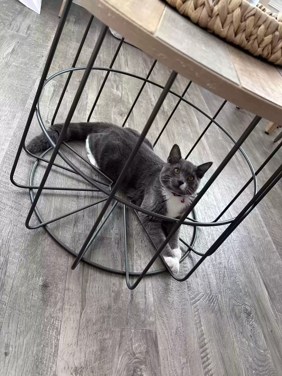 Found cat in Ephrata, PA, 17522