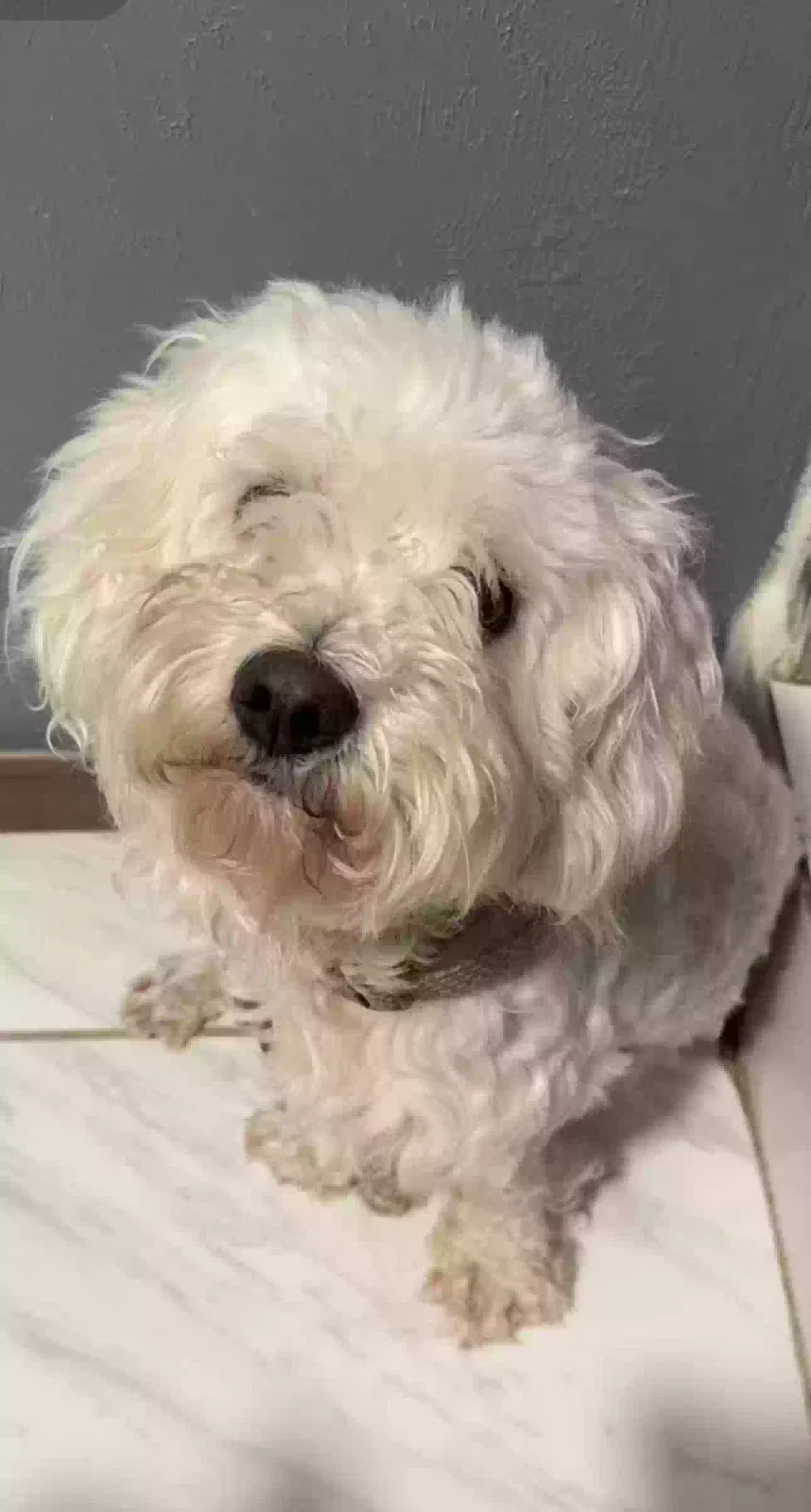 Lost dog in Sevierville, TN, 37862