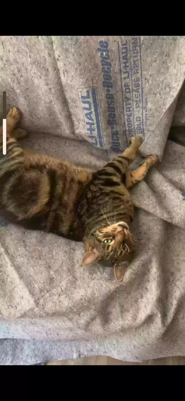 Lost cat in Olympia, WA, 98512