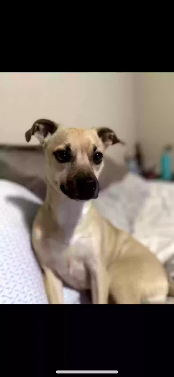 Lost dog in San Antonio, TX, 78251