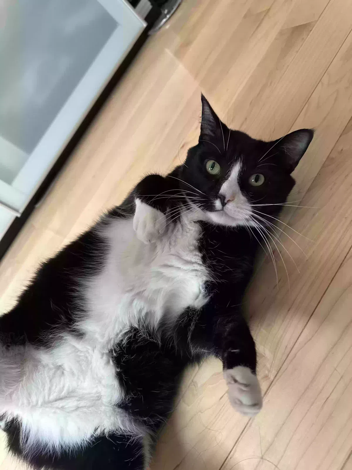 Lost cat in Brooklyn, NY, 11234