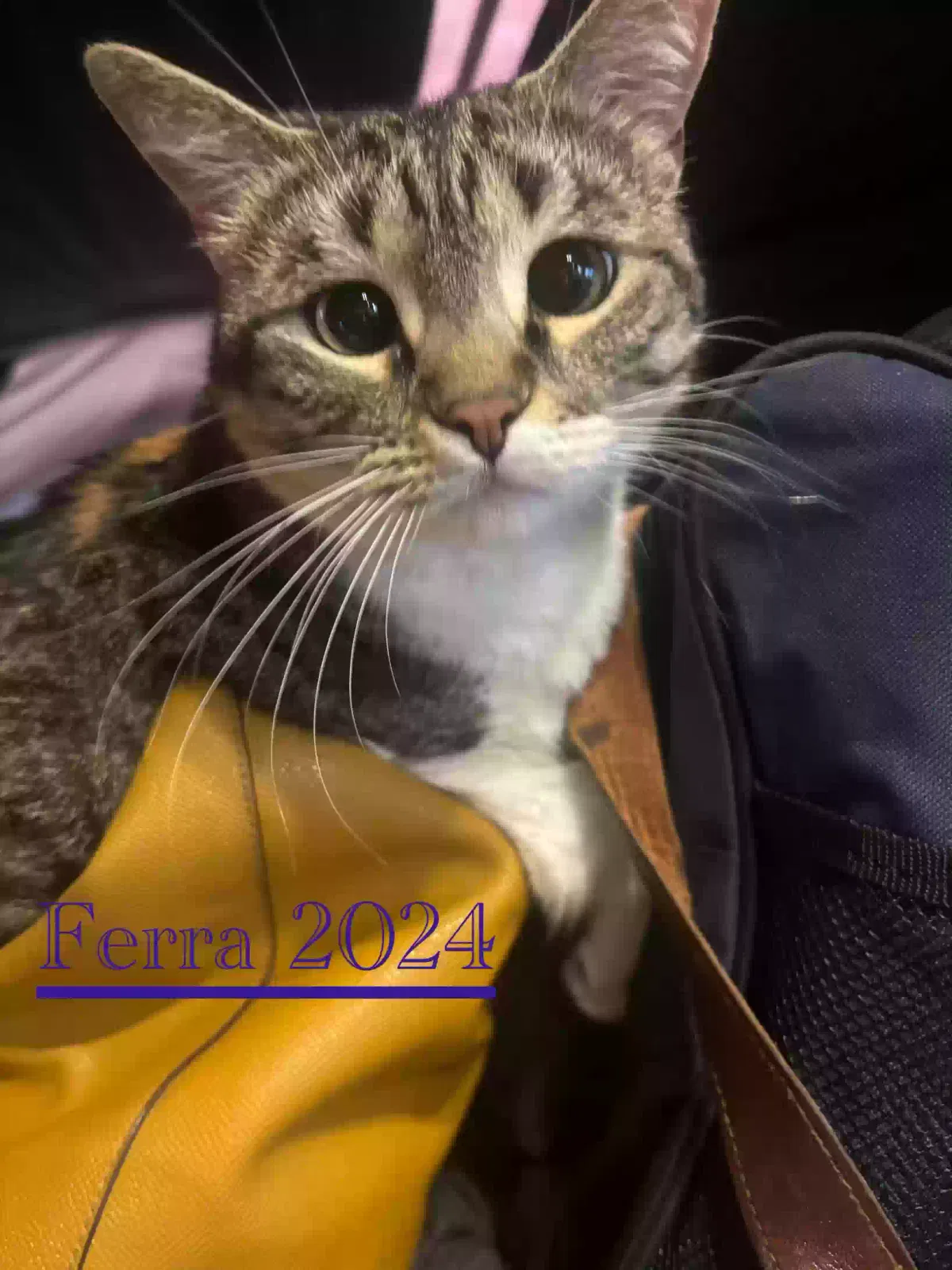 Lost cat in Conroe, TX, 77303