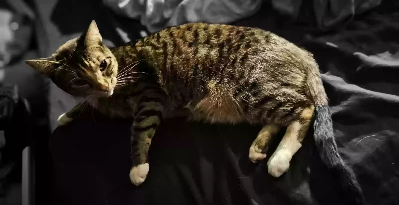 Lost cat in Beaverton, OR, 97078