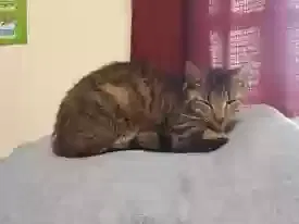 Lost cat in Canton, OH, 44708