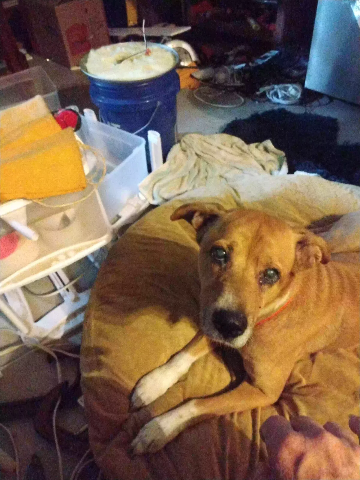 Found dog in Halifax, VA, 24558
