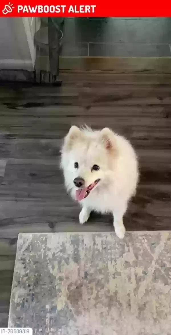 Lost dog in Albuquerque, NM, 87107