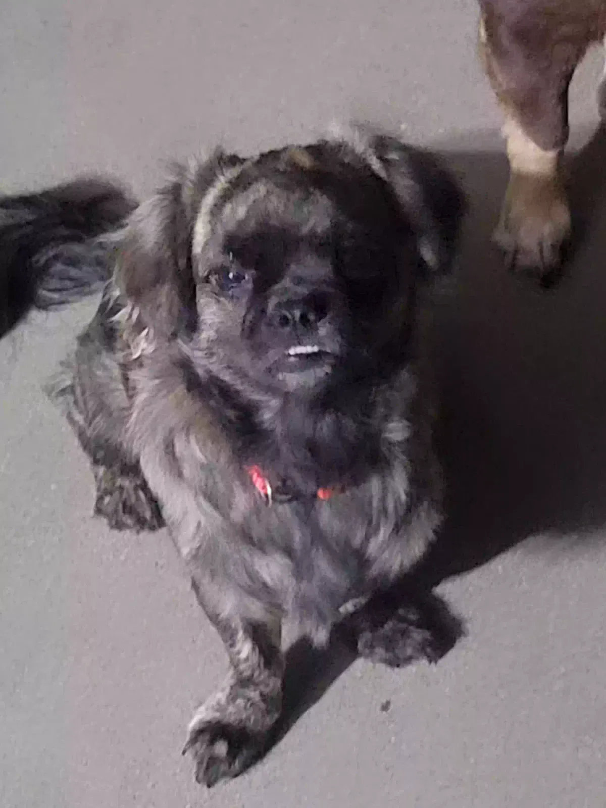 Lost dog in Litchfield Park, AZ, 85340
