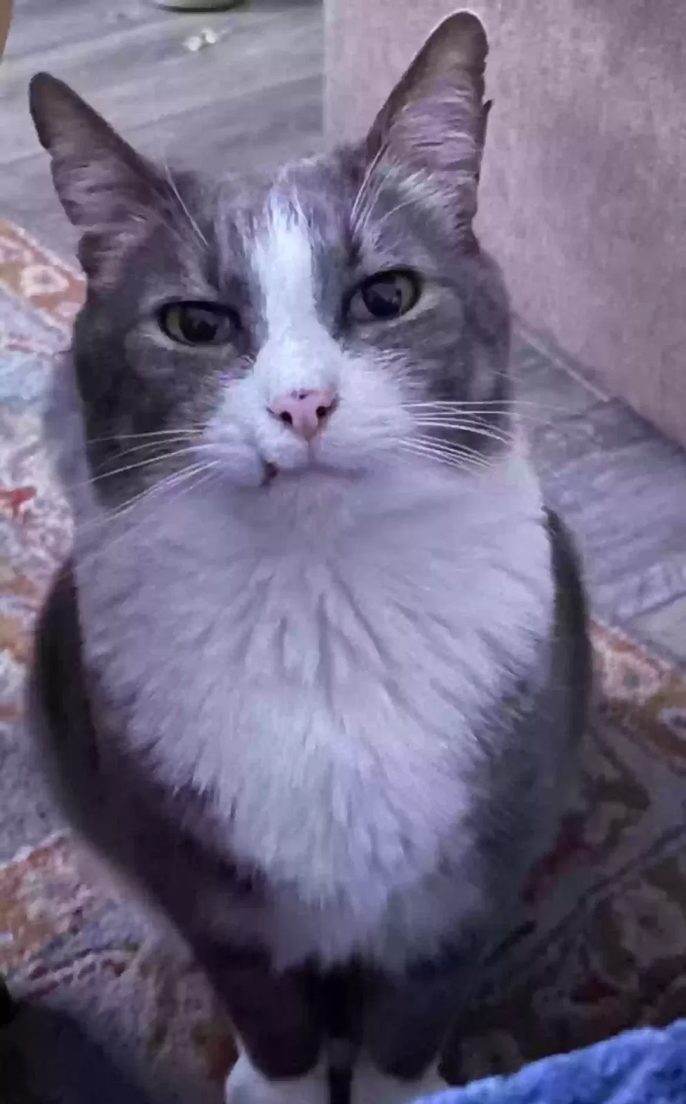 Lost cat in Kirkland, WA, 98034