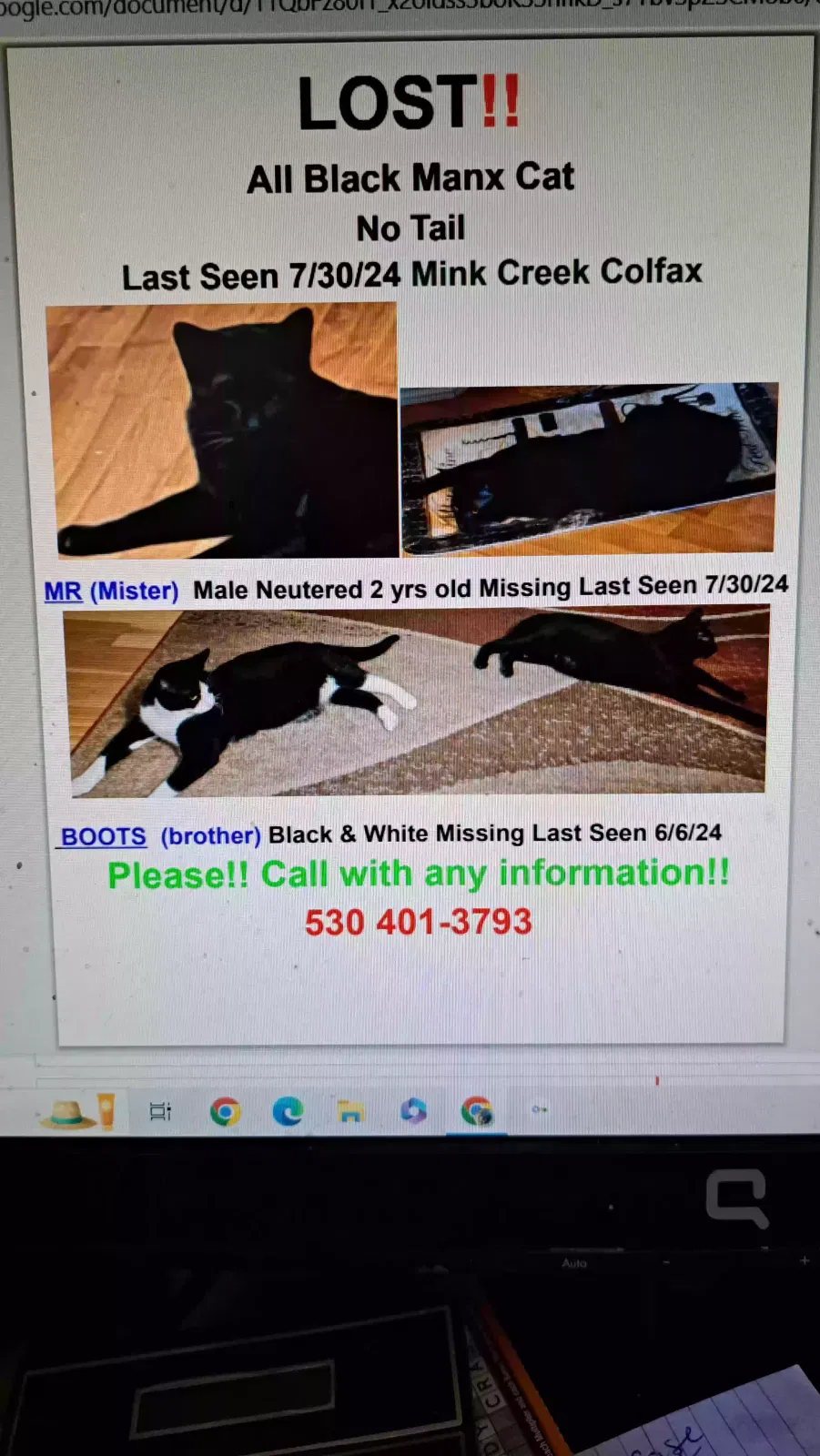 Lost cat in Colfax, CA, 95713