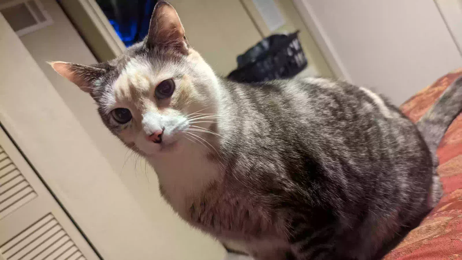 Lost cat in Rockmart, GA, 30153