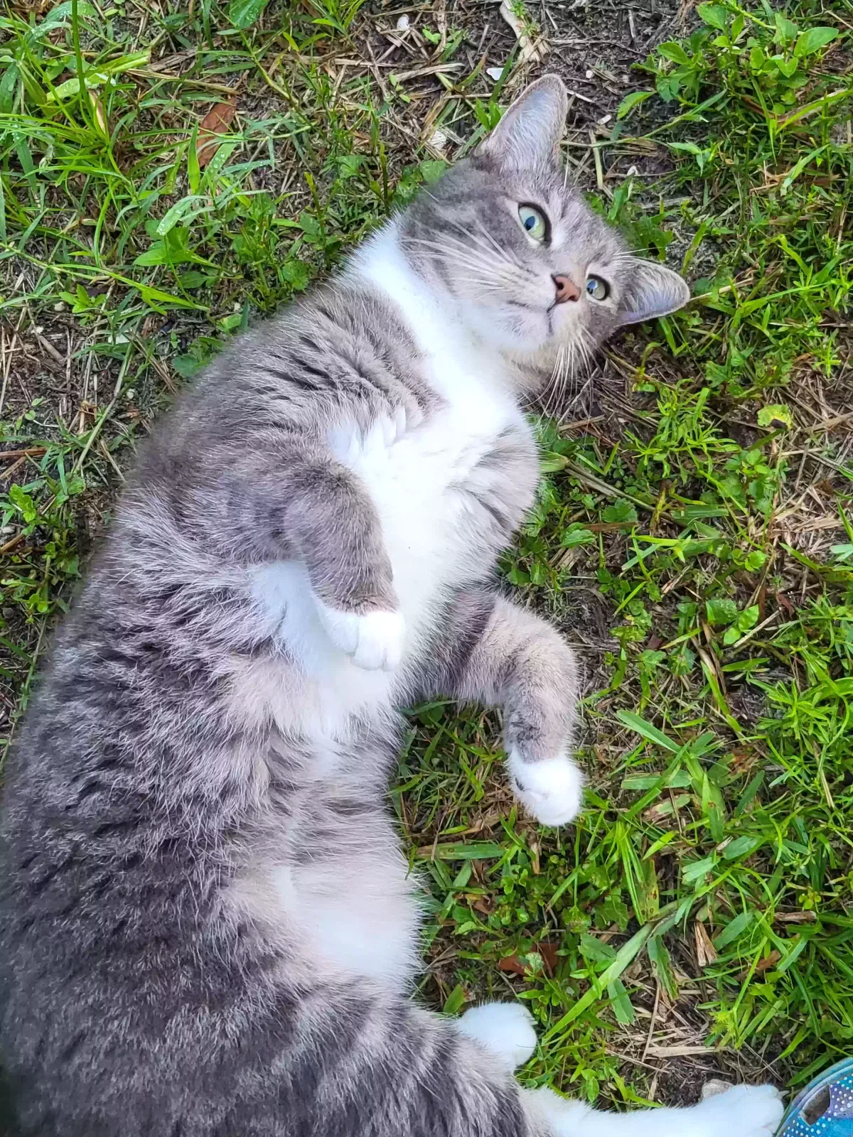 Lost cat in Arcadia, FL, 34266