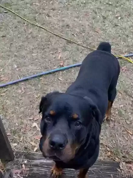 Lost dog in Newberry, FL, 32669