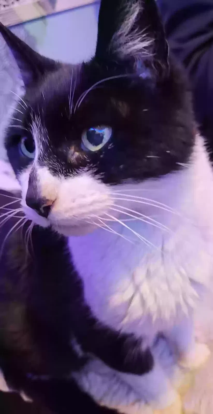 Lost cat in Seattle, WA, 98134