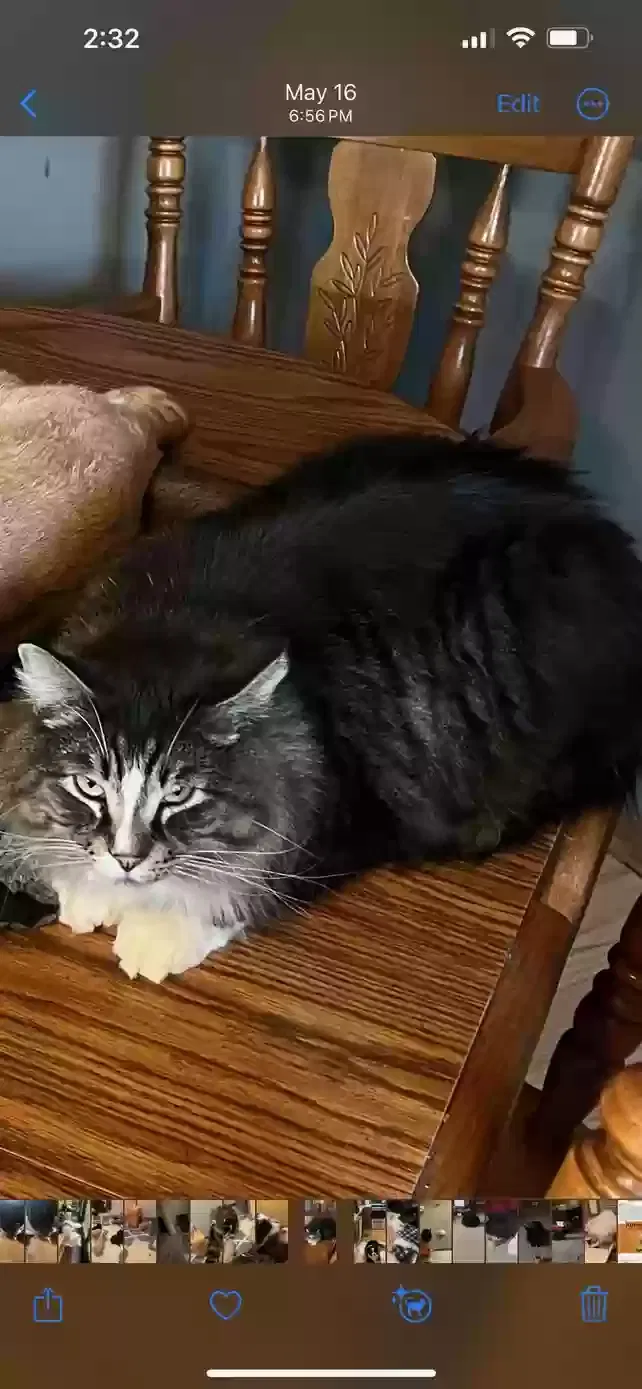 Lost cat in Wausau, WI, 54401