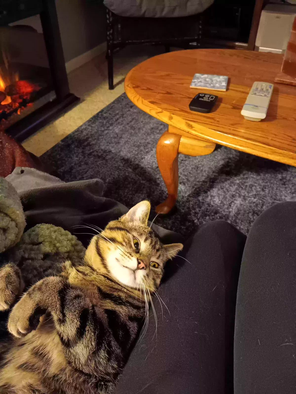 Lost cat in Solon, OH, 44139