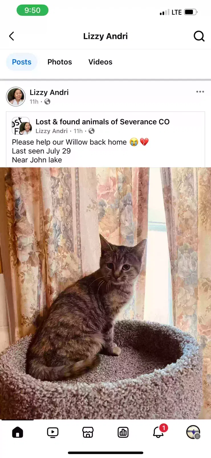 Lost cat in Windsor, CO, 80550