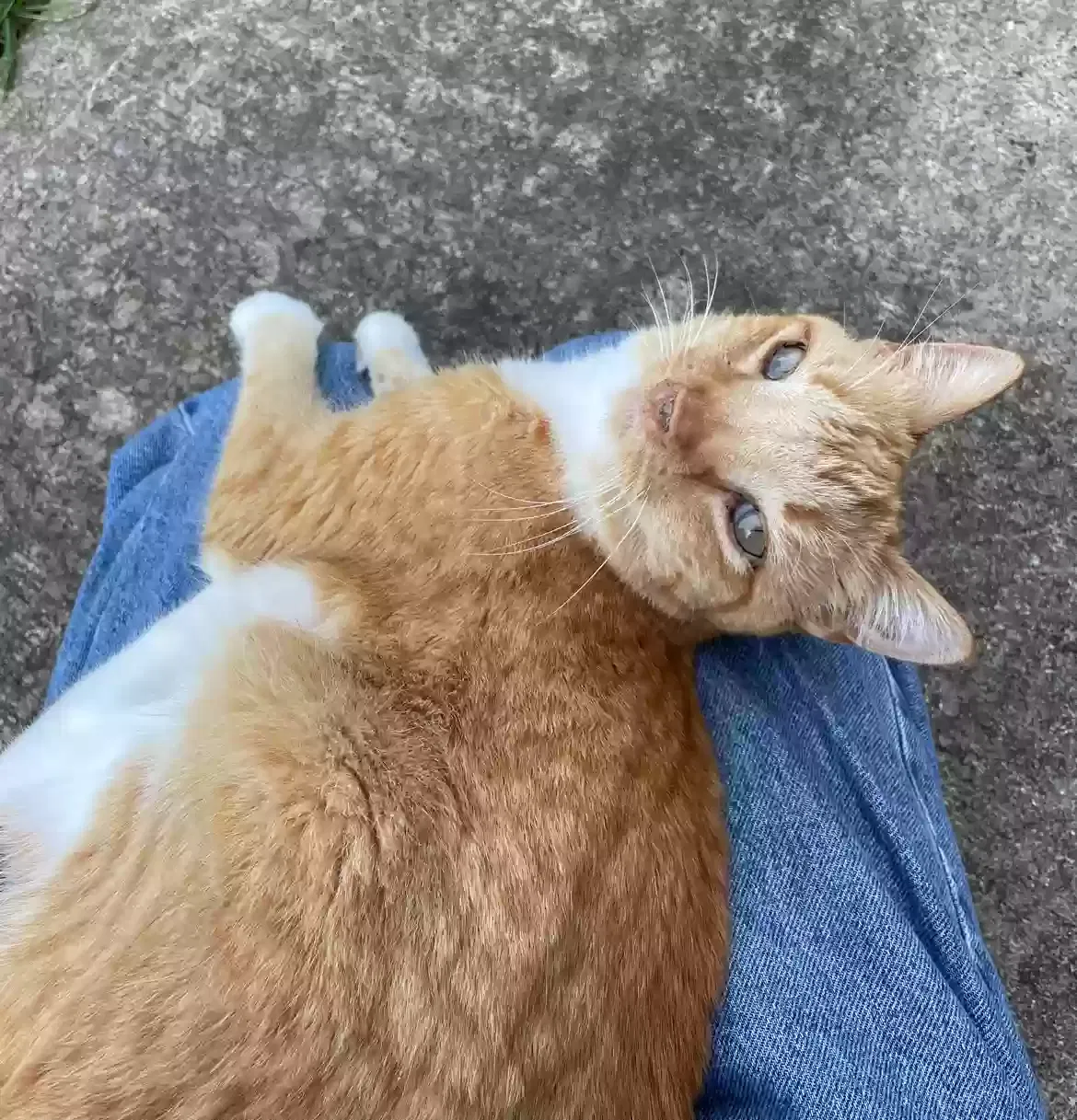 Lost cat in Aurora, OH, 44202