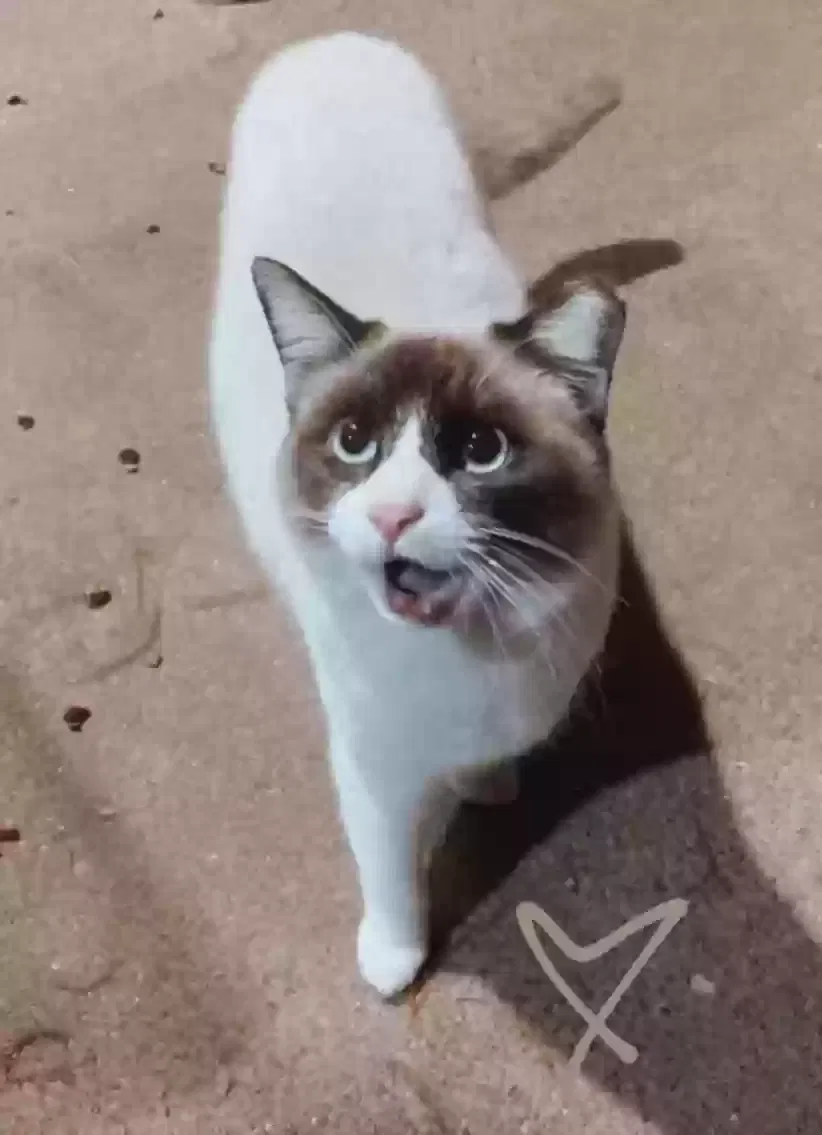 Lost cat in Grand Prairie, TX, 75052