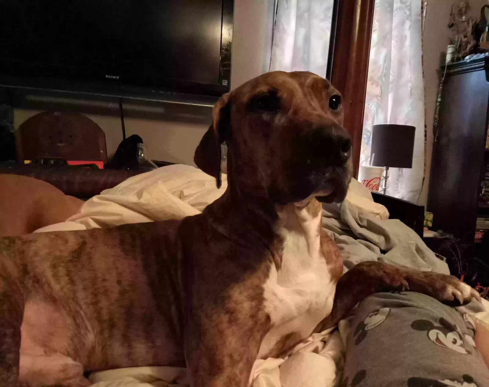 Lost dog in Florence, TX, 76527