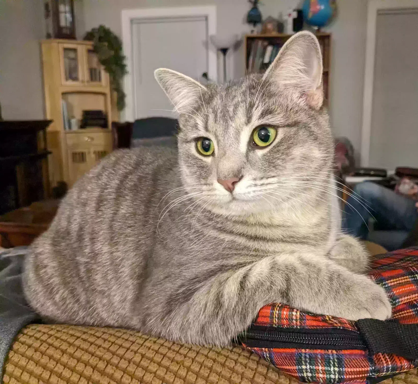 Lost cat in Georgetown, IN, 47122