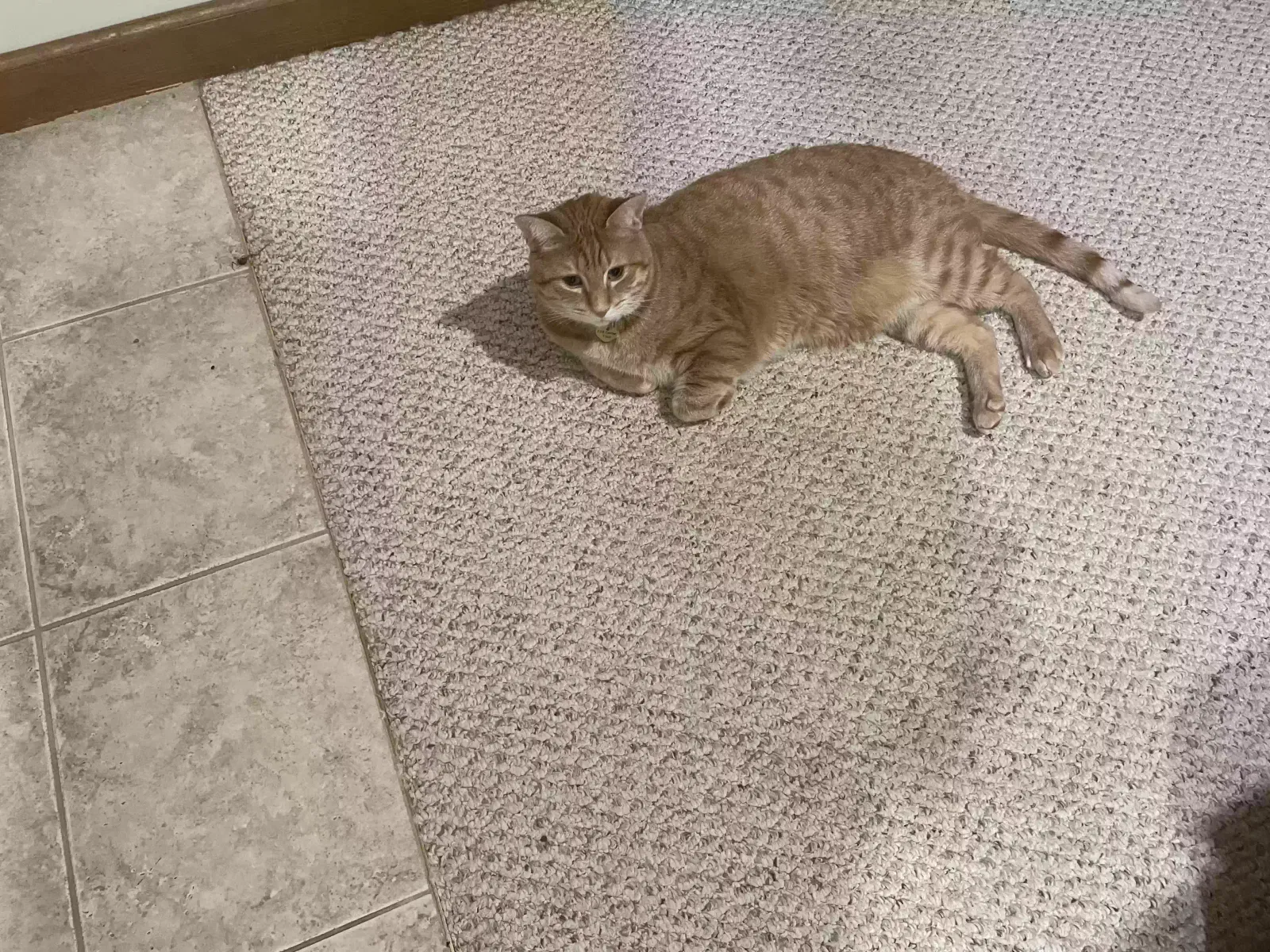 Lost cat in Winston Salem, NC, 27104