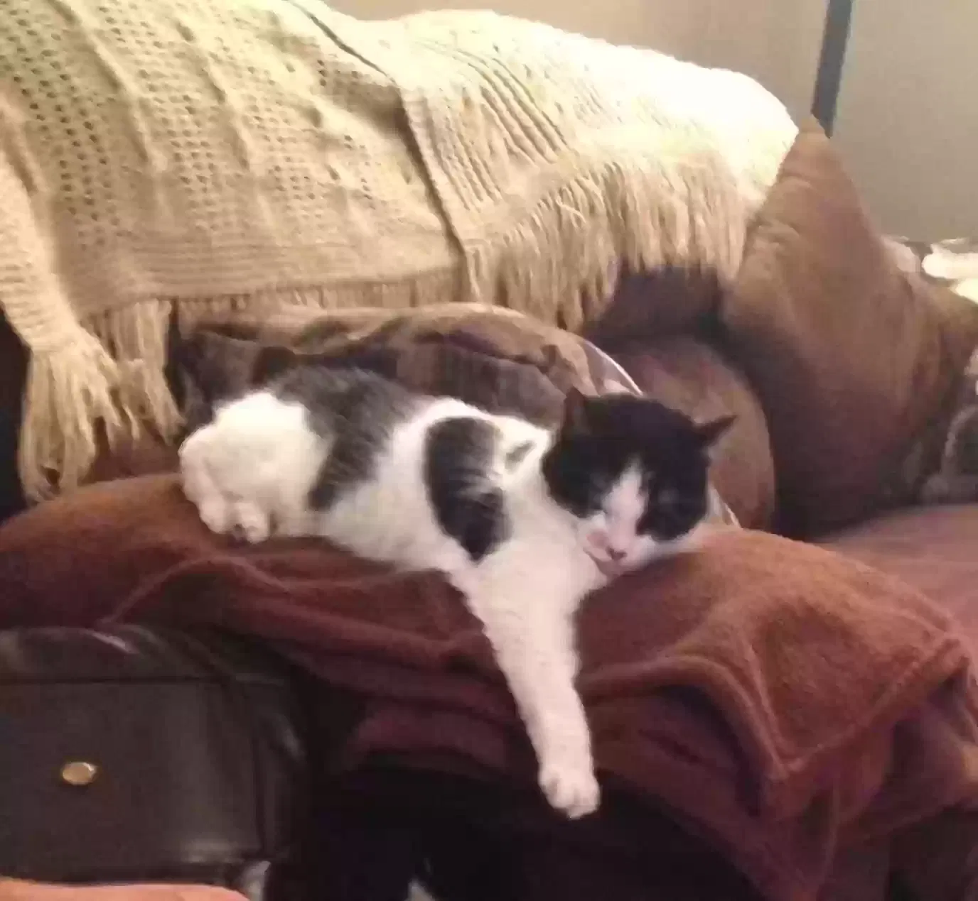 Lost cat in Waterford, MI, 48329