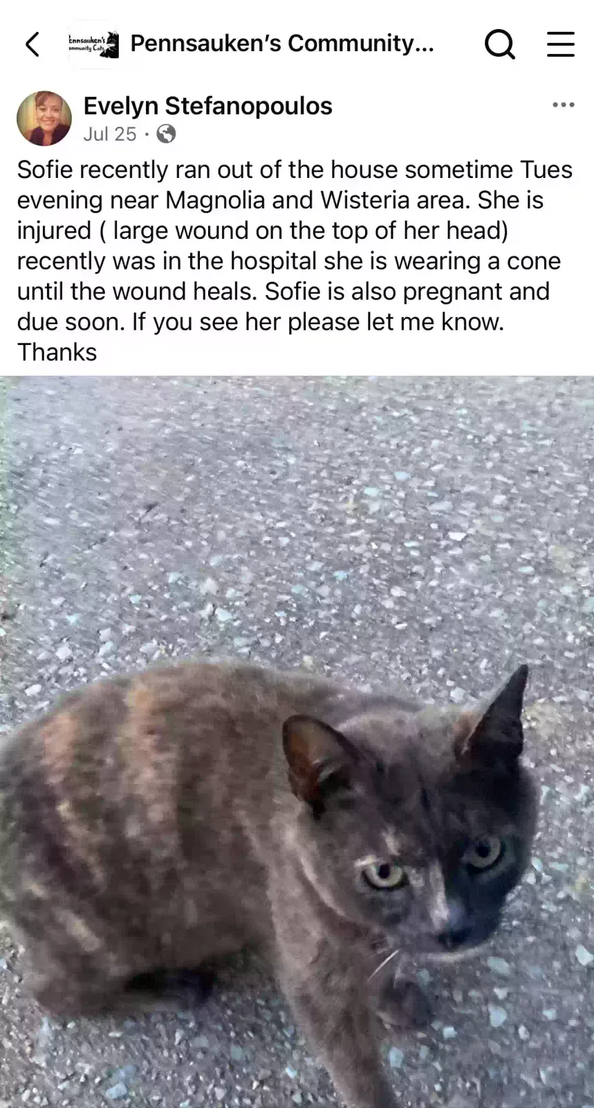 Lost cat in Merchantville, NJ, 8109