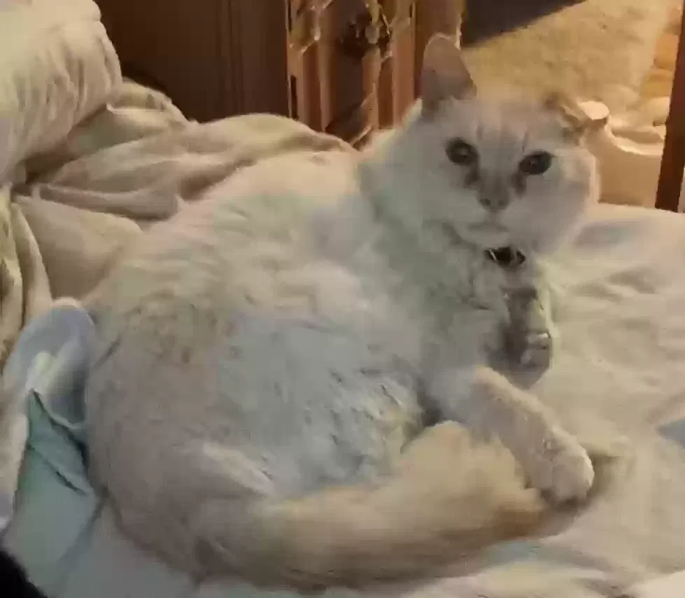 Lost cat in Hutchinson, KS, 67501