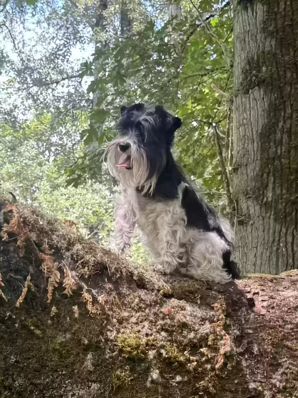 Lost dog in Junction City, OR, 97448