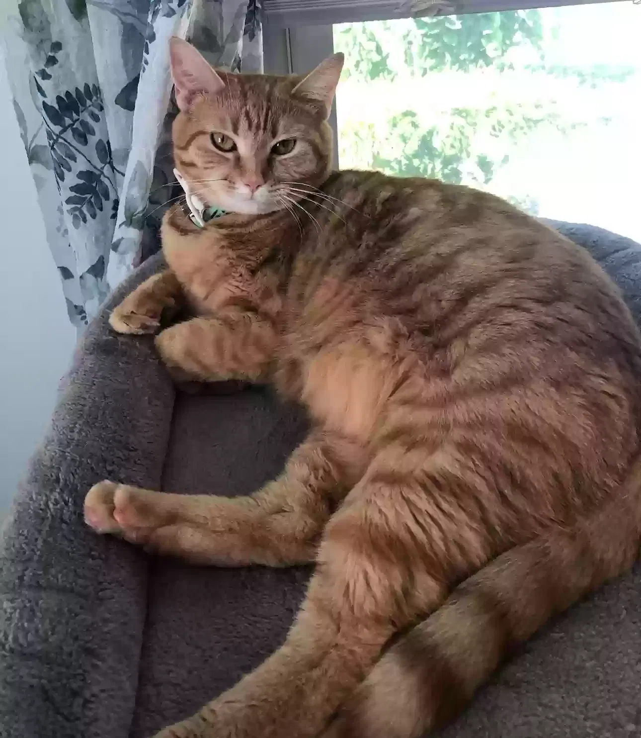 Lost cat in Louisville, KY, 40207