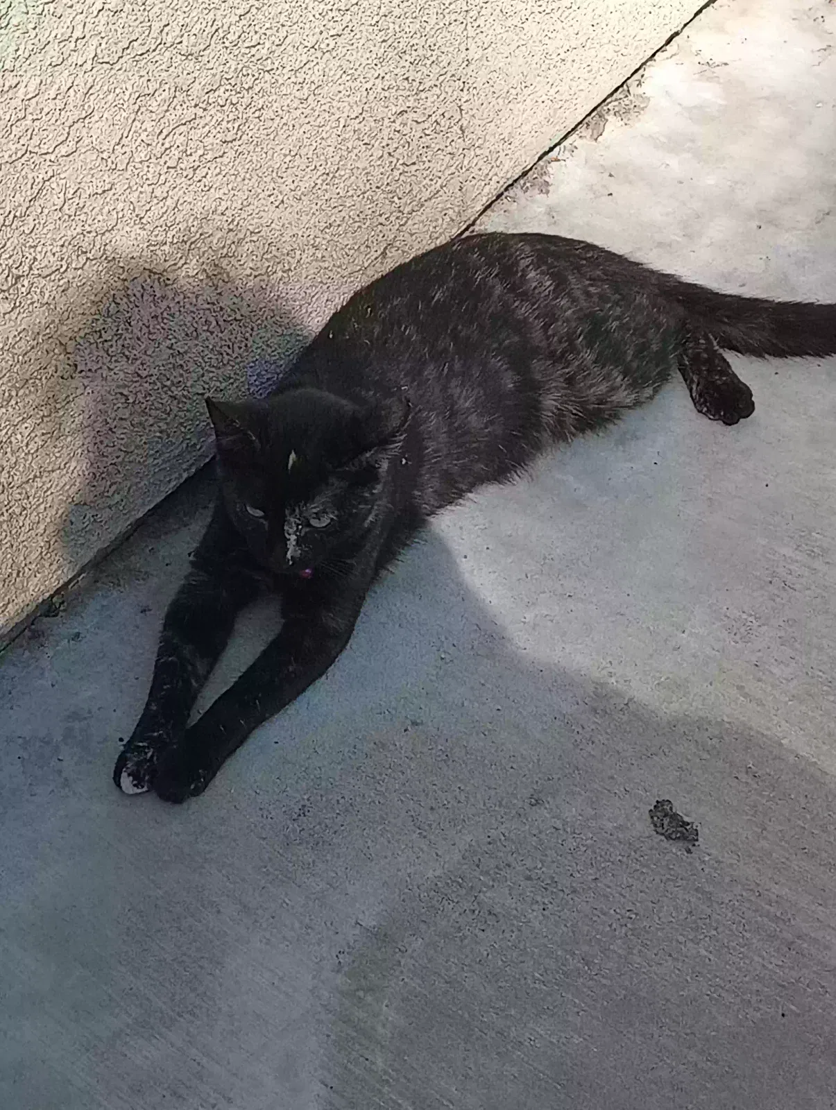 Lost cat in Corona, CA, 92878