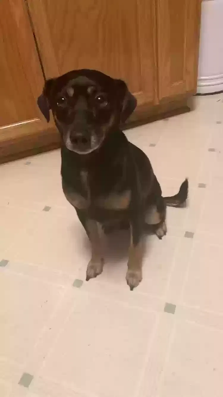 Lost dog in Monticello, MN, 55362