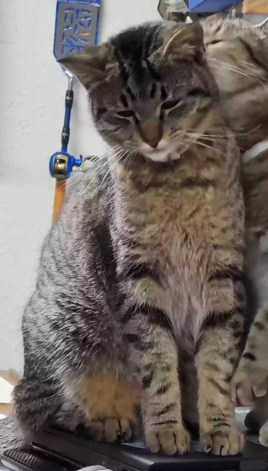 Lost cat in San Antonio, TX, 78222