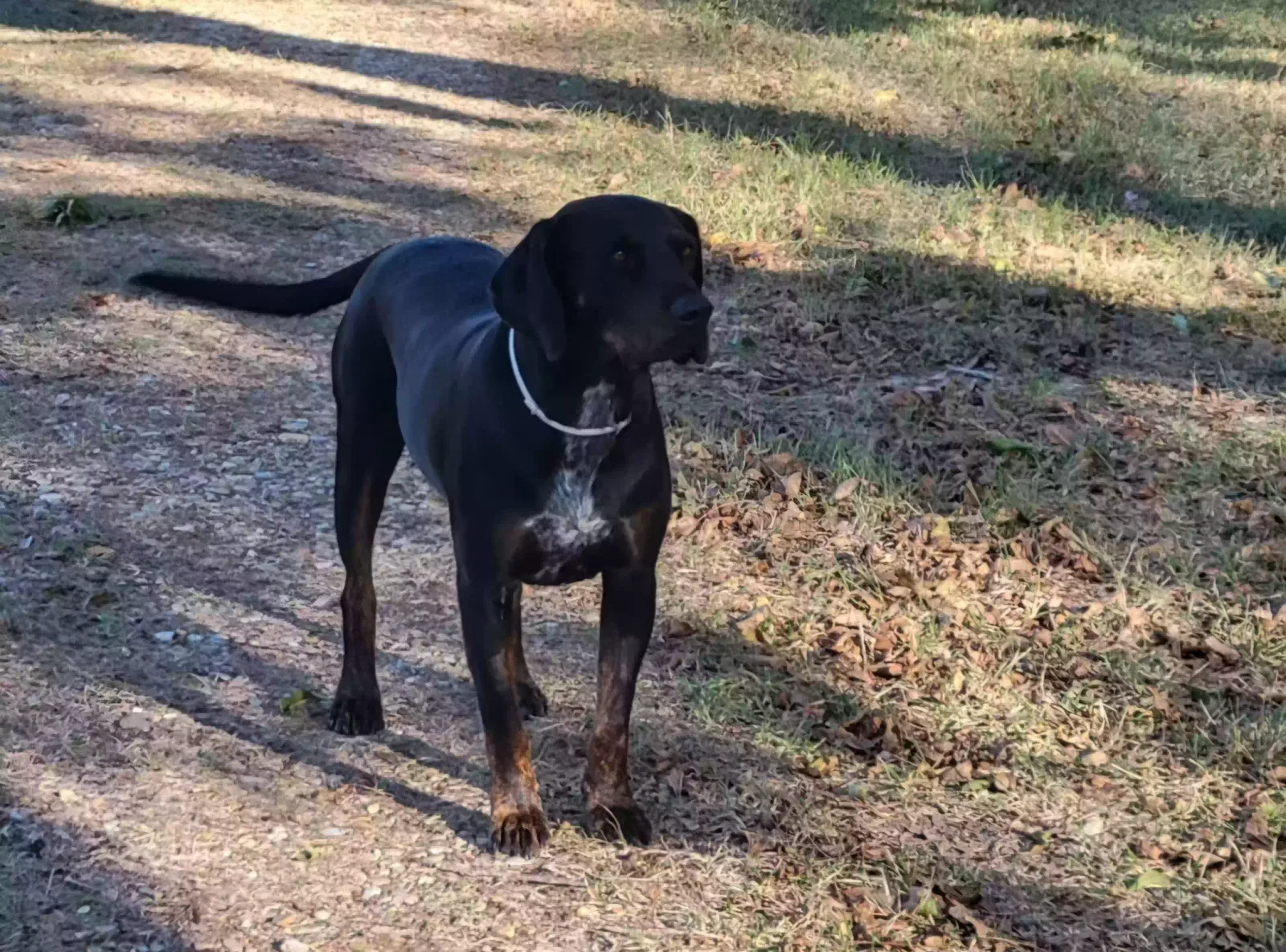 Lost dog in Amite, LA, 70422