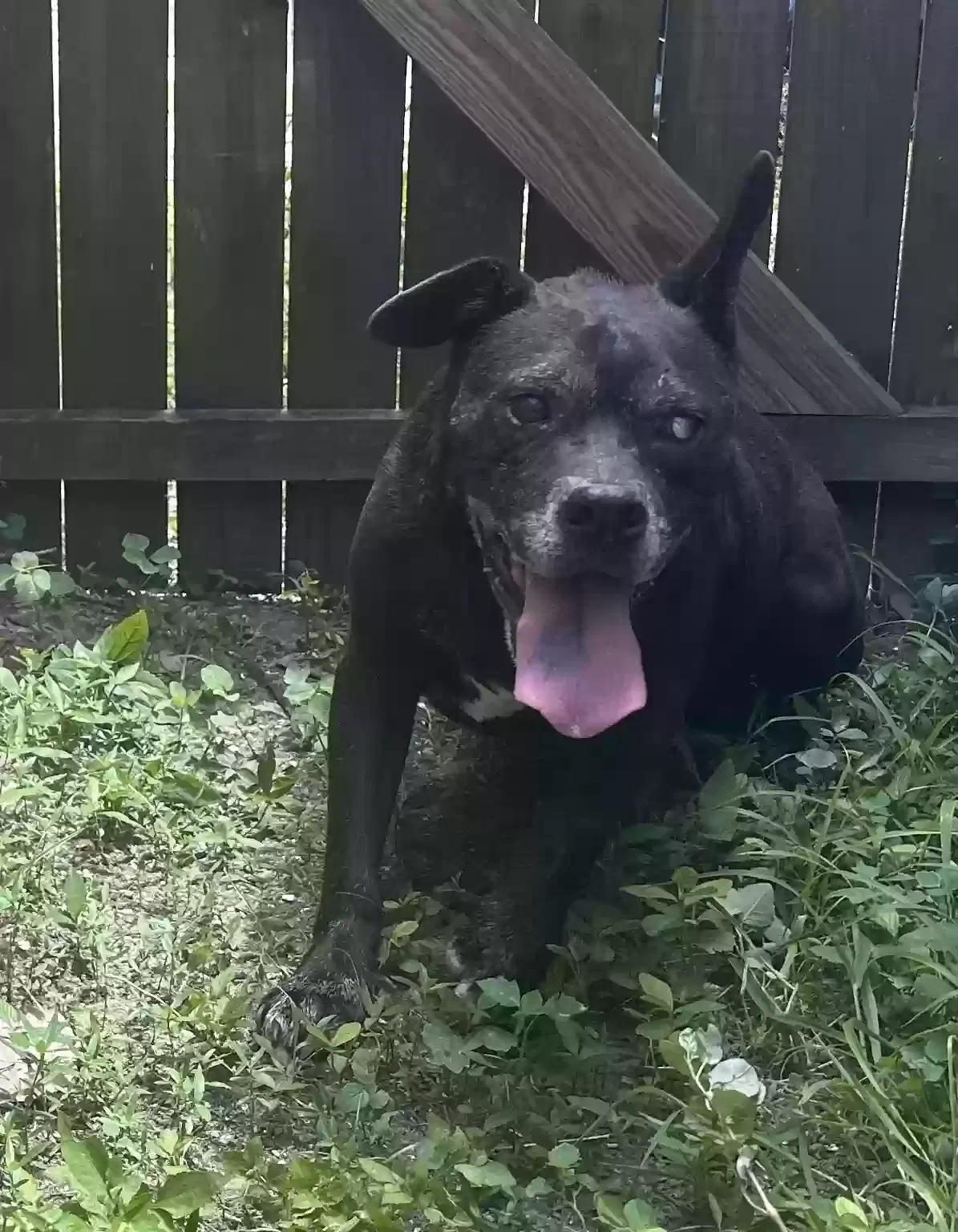 Found dog in Holiday, FL, 34690