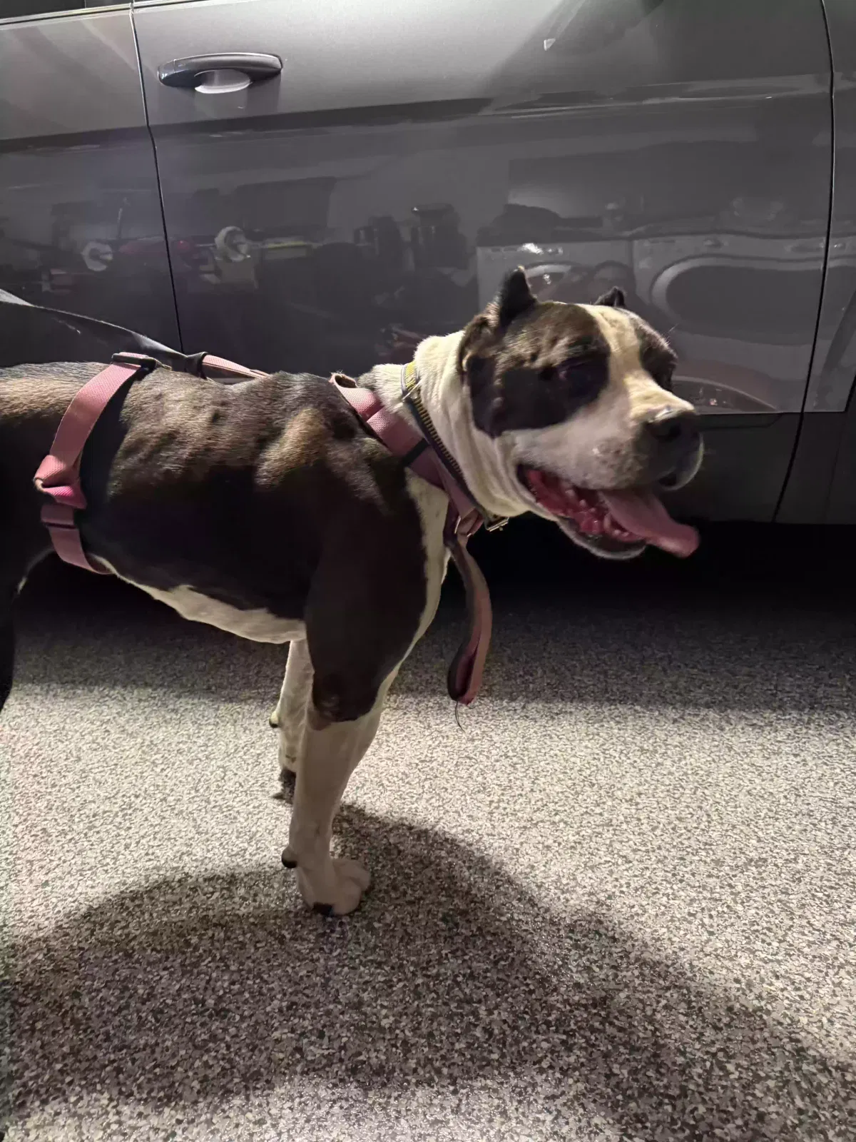 Found dog in Camarillo, CA, 93012