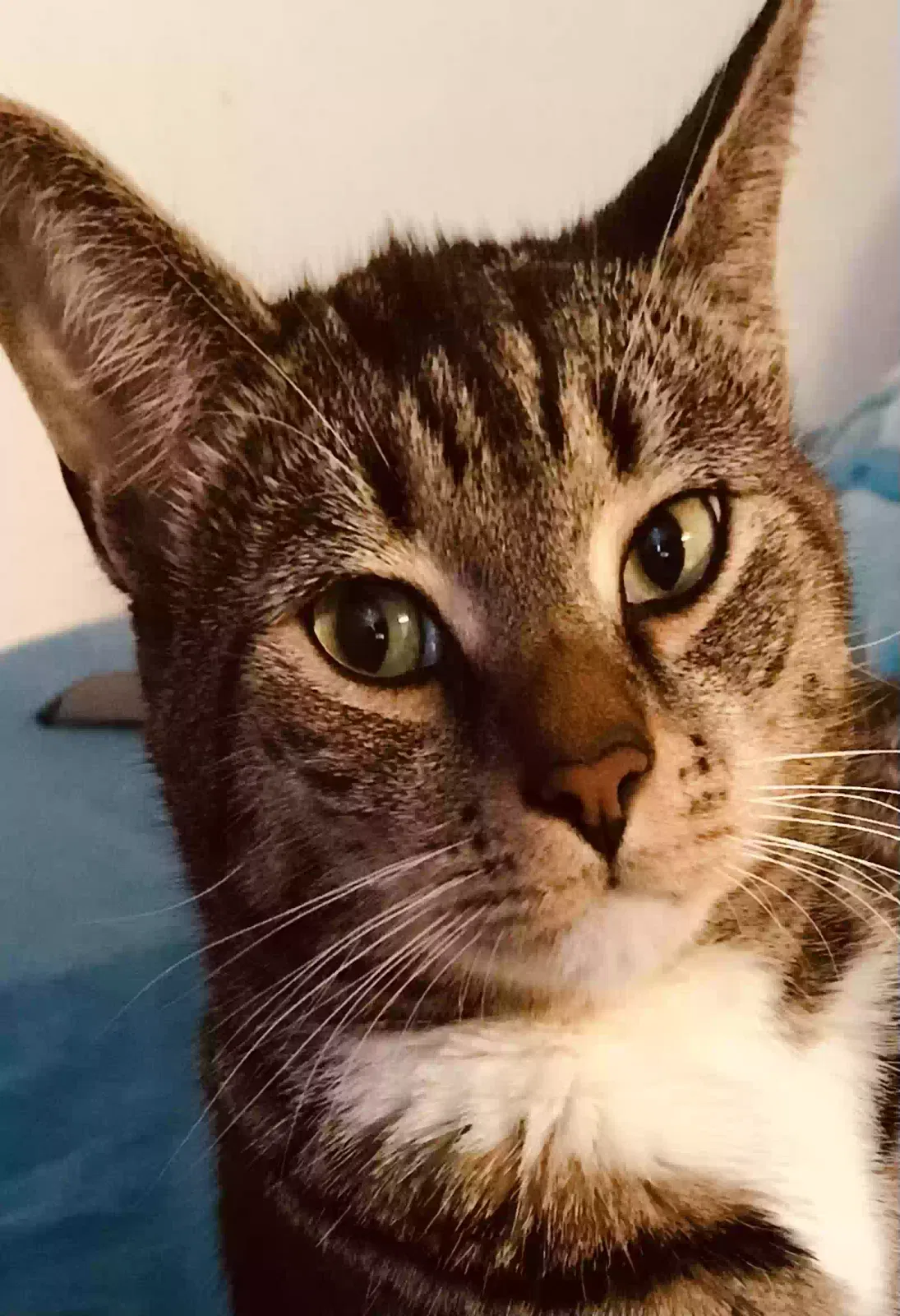 Lost cat in Tobyhanna, PA, 18466