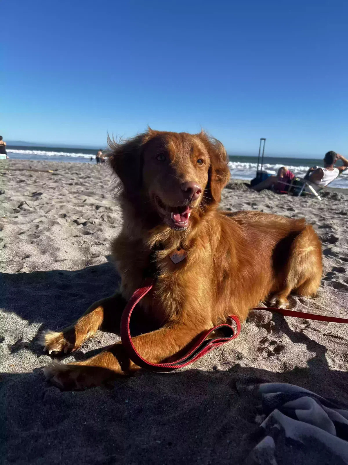 Lost dog in Oceanside, CA, 92054