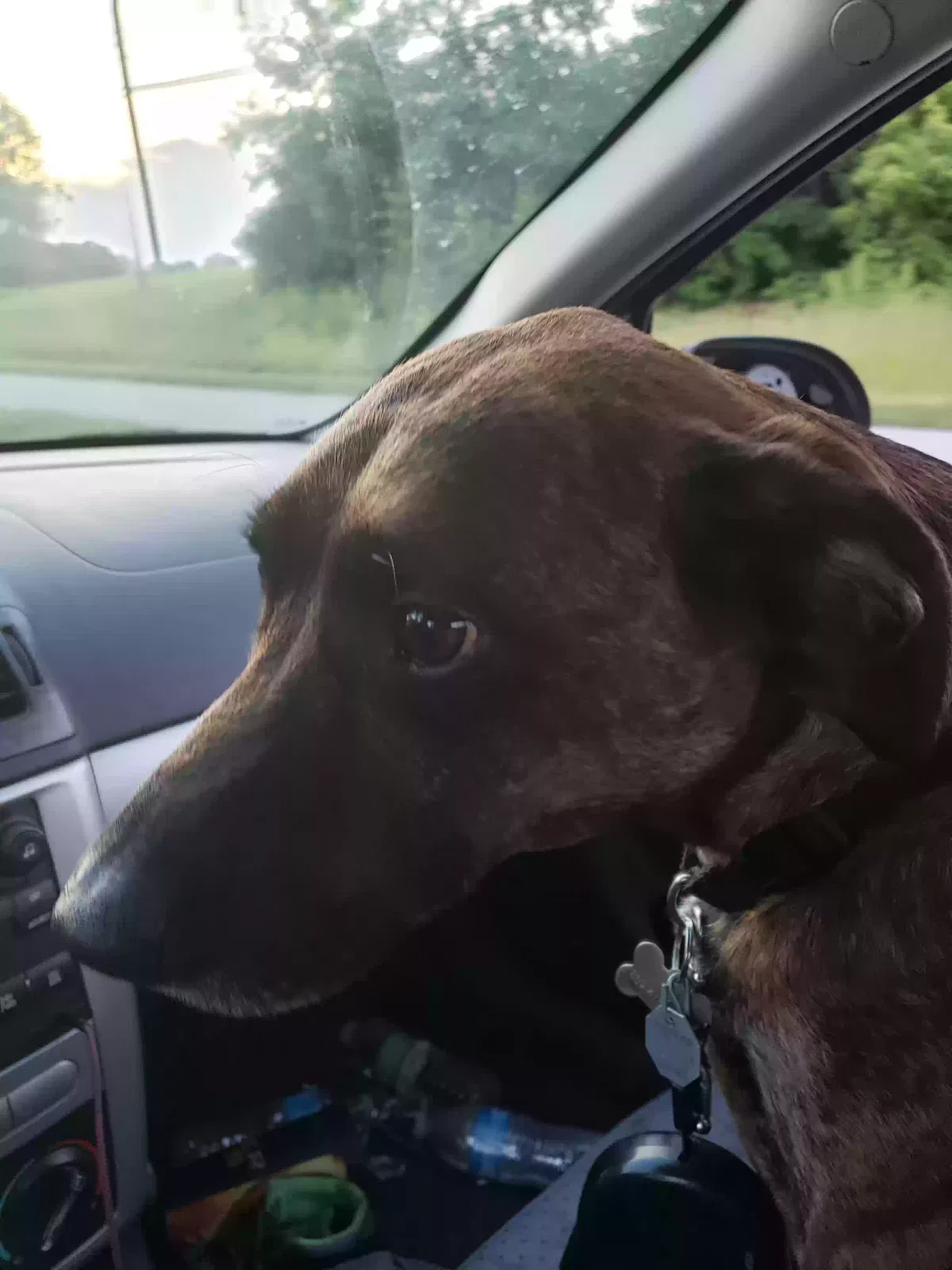 Lost dog in Erlanger, KY, 41018