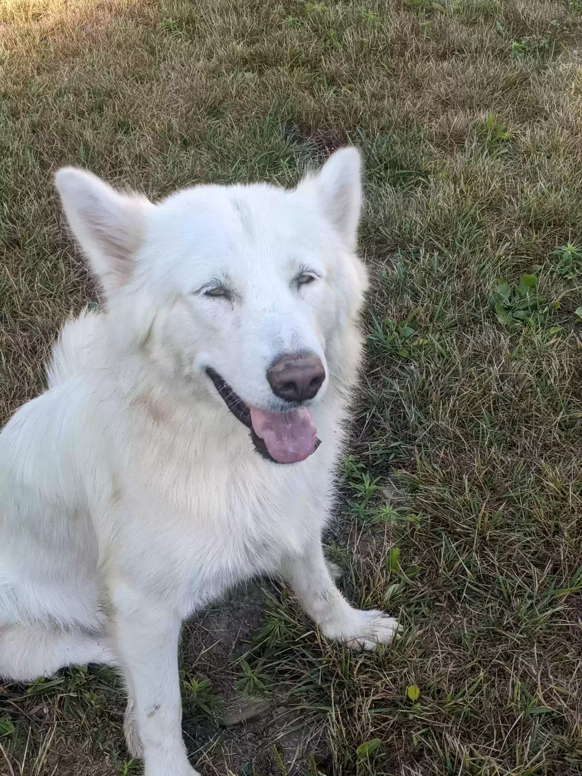 Lost dog in Kinzers, PA, 17535