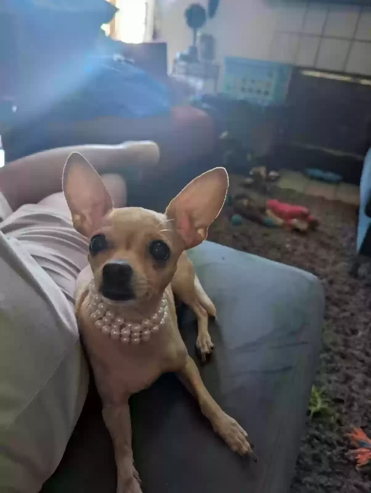 Lost dog in Lancaster, CA, 93535