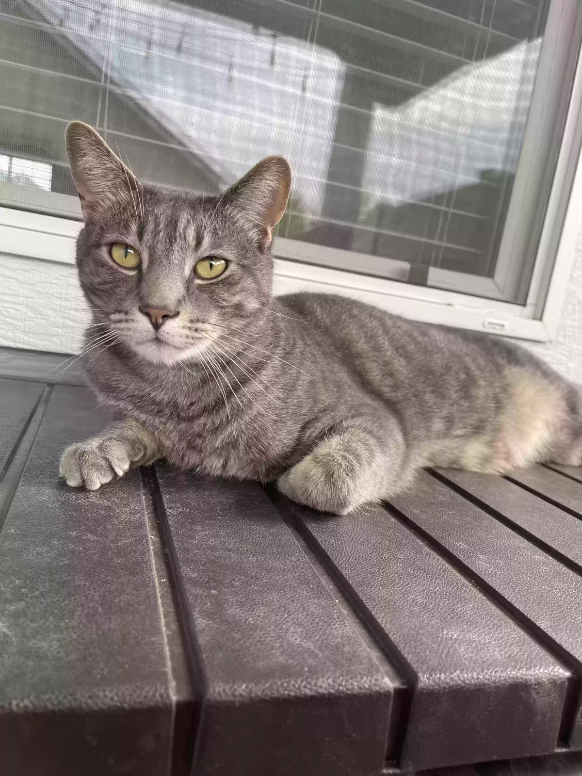 Lost cat in Frisco, TX, 75035